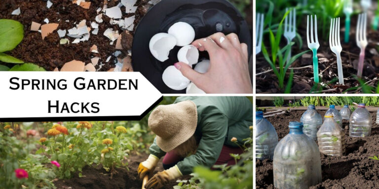 40 Incredible Spring Garden Hacks That Will Amaze Your Neighbors!