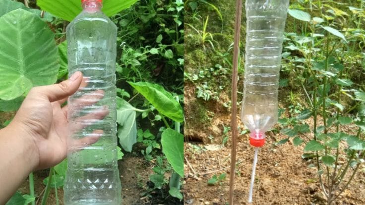 Create A Diy Drip Irrigation System Using Plastic Bottles Or PVC Pipes 
