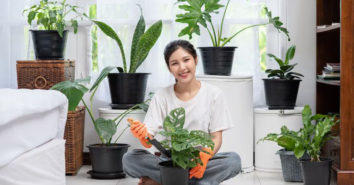 Indoor-Plants-That-Are-Easy-To-Care-For.jpg