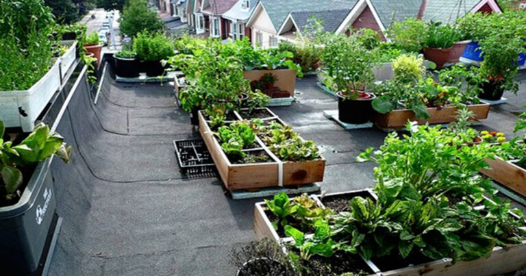 10 Vegetables You Can Easily Grow in Your Terrace Garden
