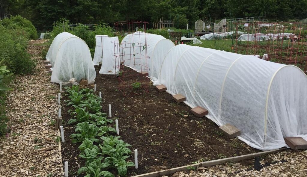 Use Floating Row Covers